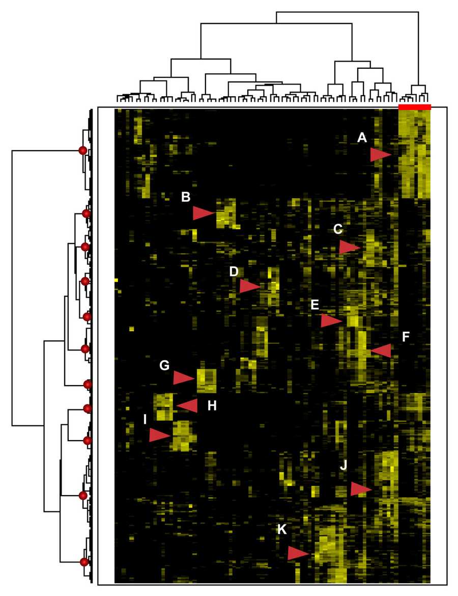 Gene clustering chagoyen